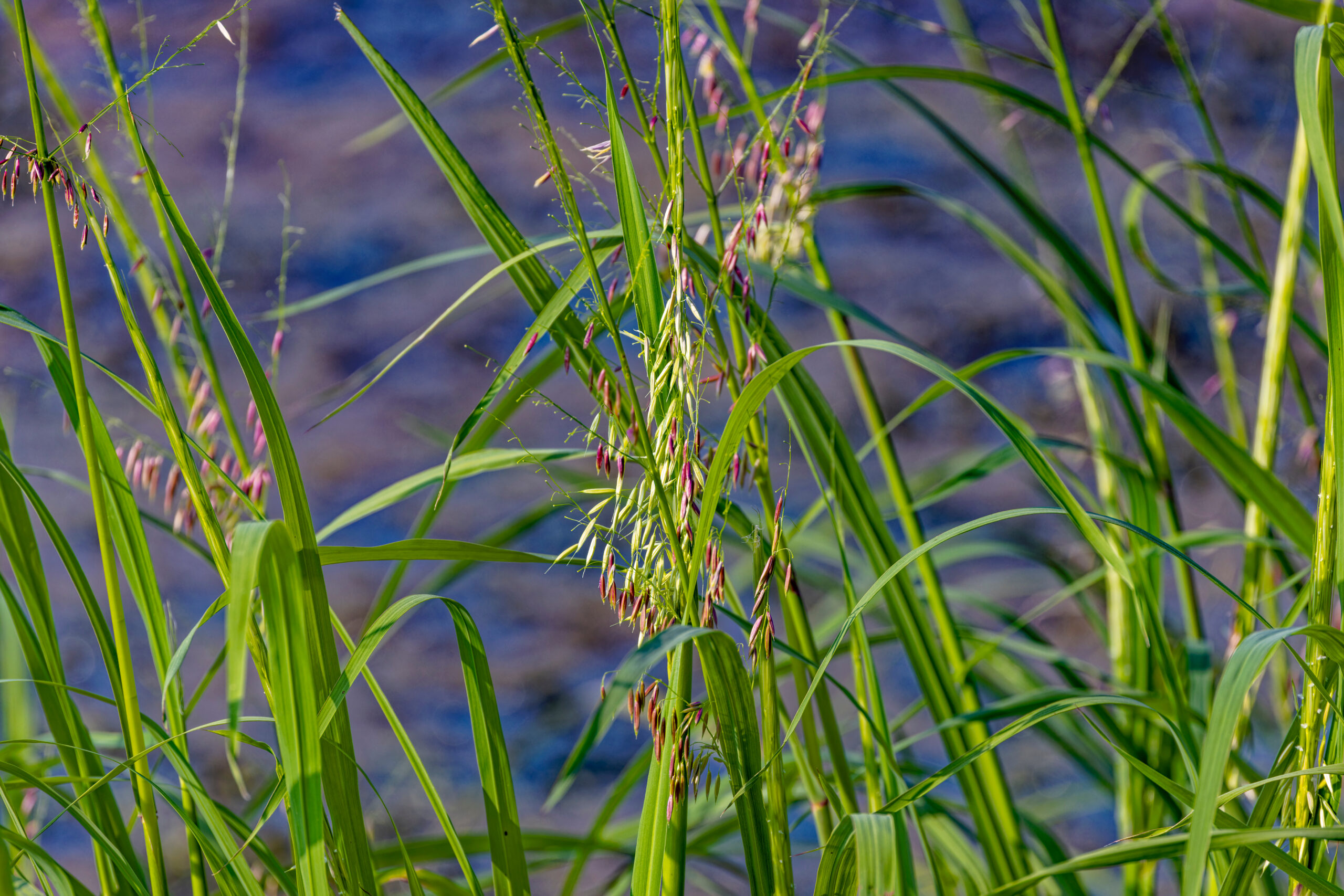 Wild Rice Plant Manchurian Wild Rice Pest Control Hub Northland
